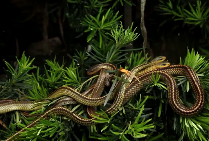 A falta de predadores naturais e da intervenção humana permitiu a proliferação dessas serpentes num ambiente isolado e a ilha foi se consolidando como um dos lugares mais inóspitos do planeta.  