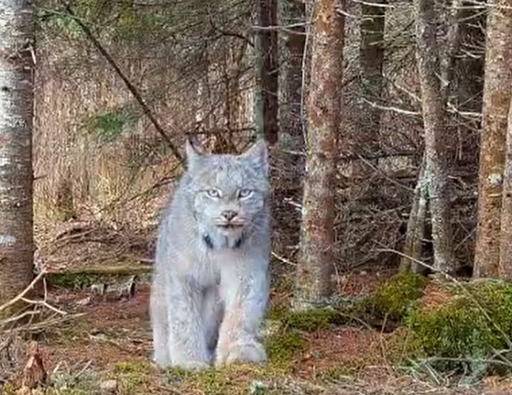 Felino raríssimo, um lince-do-canadá foi capturado em vídeo por câmeras do Voyageurs Wolf Project enquanto vagava por uma floresta que fica no norte de Minnesota, nos Estados Unidos.
