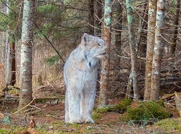 As imagens, consideradas raras, foram descobertas pelo biólogo Tom Gable após ele ter assistido a várias horas de gravações. 
