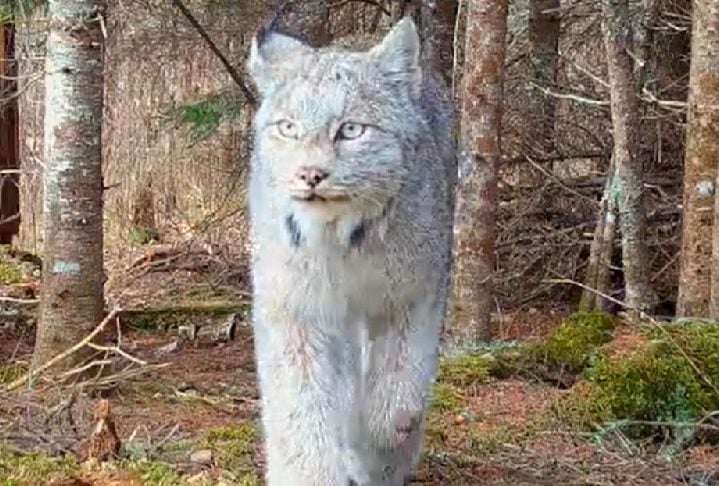 O lugar onde as imagens foram capturadas é complexo de chegar, uma área remota acessível apenas por trilha. Conheça mais sobre esse animal fabuloso!