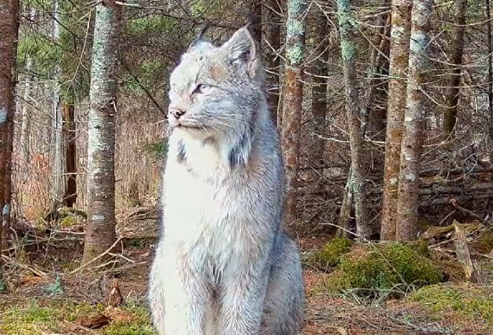 O animal foi filmado em uma região de floresta densa, que é habitat de algumas matilhas de lobos.