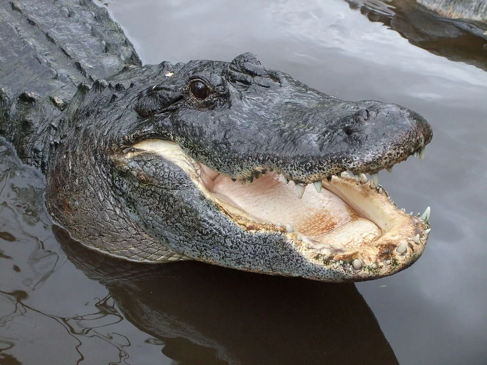 2- Crocodilos dormem de boca aberta porque precisam regular a temperatura corporal. Eles são animais ectotérmicos (de sangue frio), o que significa que não podem controlar sua temperatura interna como os mamíferos. Por isso, precisam usar o ambiente para se aquecer ou resfriar.
