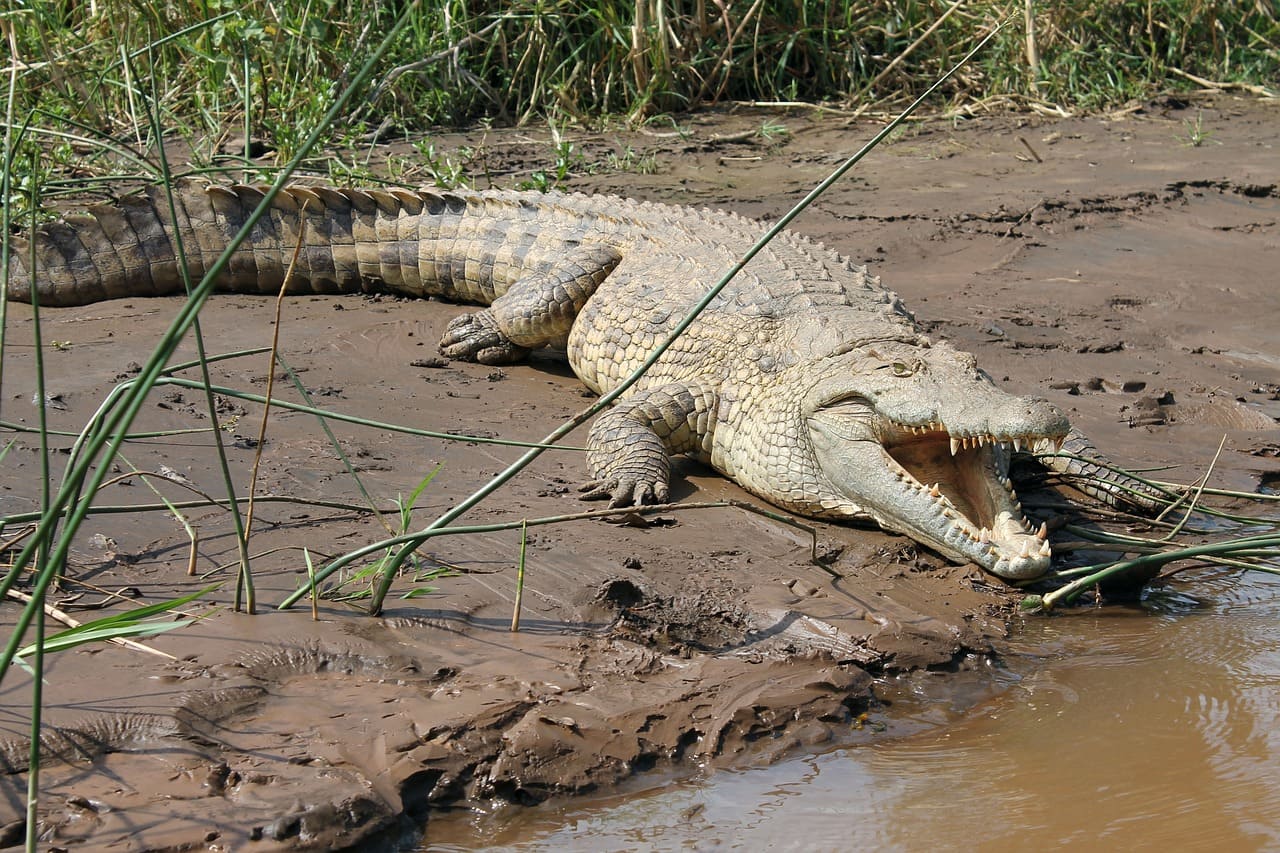 A cauda dos crocodilos também acumula reservas de gordura, que o animal pode utilizar durante períodos de escassez de alimento. Portanto, um instrumento de sobrevivência. 