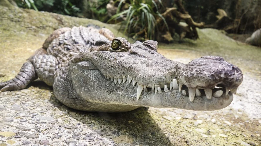 Os crocodilos possuem uma das mordidas mais fortes do mundo. Estudos estimam que a força de mordida de um crocodilo do Nilo, por exemplo, pode chegar a mais de 1.600 quilos de pressão,  maior do que a de outros animais, incluindo o tubarão-branco e o leão.