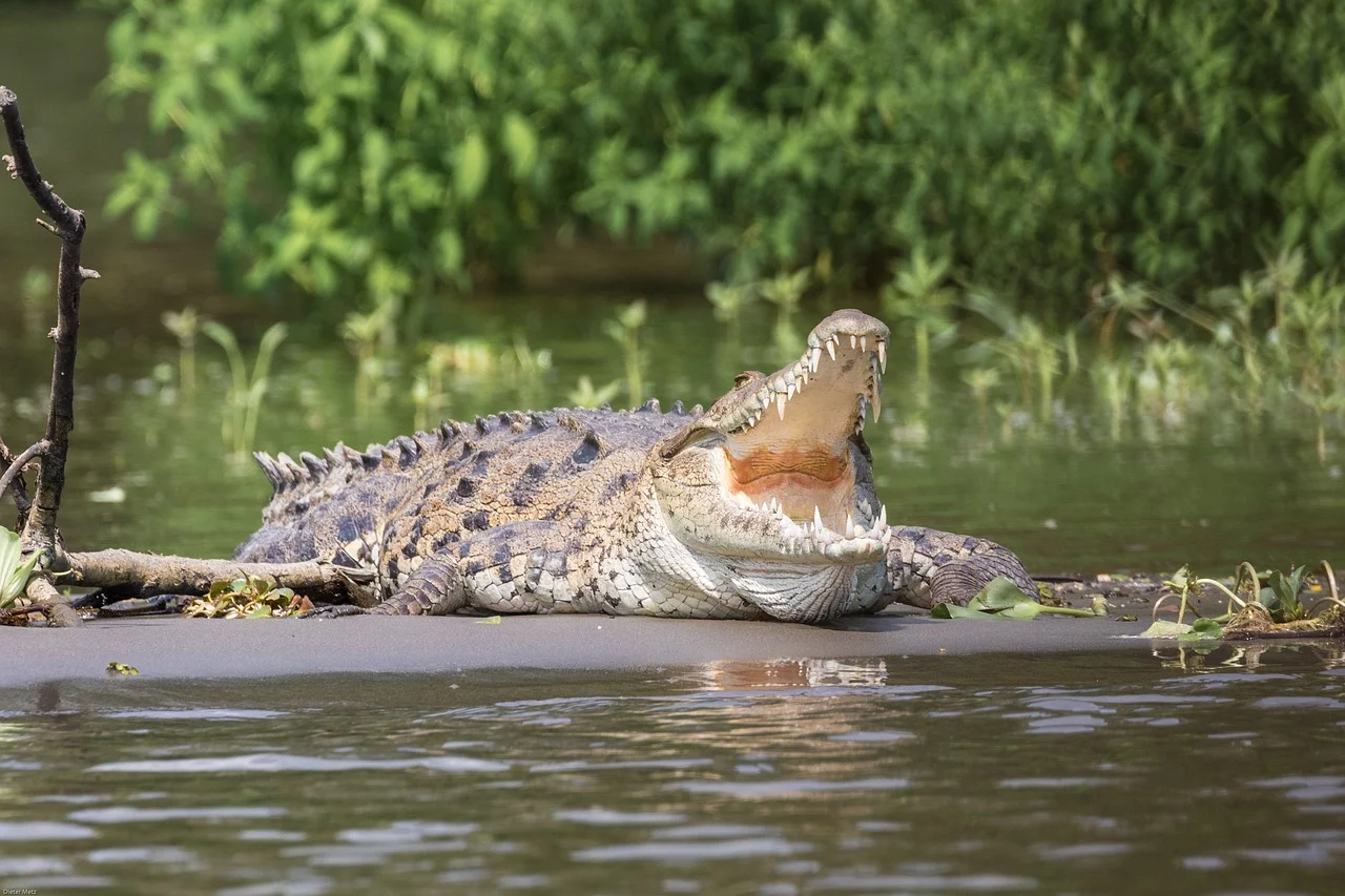 Ao manterem a boca aberta, os crocodilos deixam o calor sair, um processo semelhante ao suor em humanos. Isso ocorre principalmente quando estão ao sol, evitando o superaquecimento. Tudo isso porque os crocodilos não suam. 
