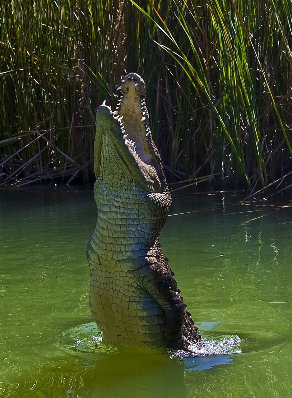 Crocodilos habitam águas salgadas ou salobras; jacarés preferem águas doces, como rios e pântanos. Crocodilos são mais agressivos e territoriais; jacarés são reservados e menos propensos a atacar humanos.