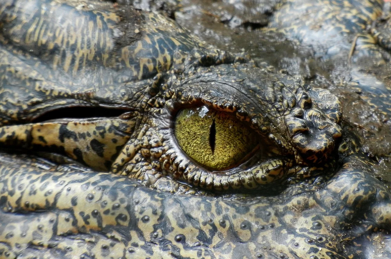  Existem registros de crocodilos vivendo até 100 anos, mas casos assim são raros. O crocodilo que morreu - que estava no livro dos Recordes pelo tamanho - também se destacava pela longevidade, com idade estimada de 110 anos. 