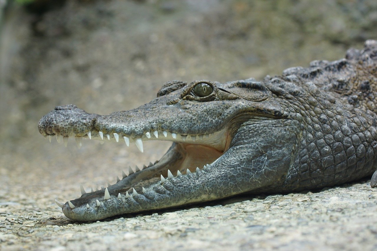 São dentes afiados e voltados para trás, o que ajuda a capturar e segurar suas presas. Eles não mastigam a comida; rasgam pedaços grandes, que engolem inteiros.