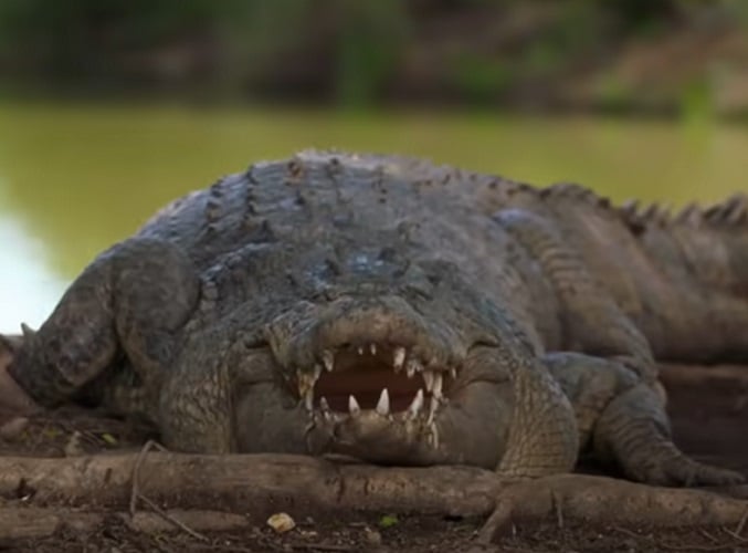 Crocodilos têm muitos dentes - 60 a 80 dependendo da espécie.  Eles podem substituir os dentes perdidos diversas vezes, podendo somar até 3.000 dentes numa vida inteira. 