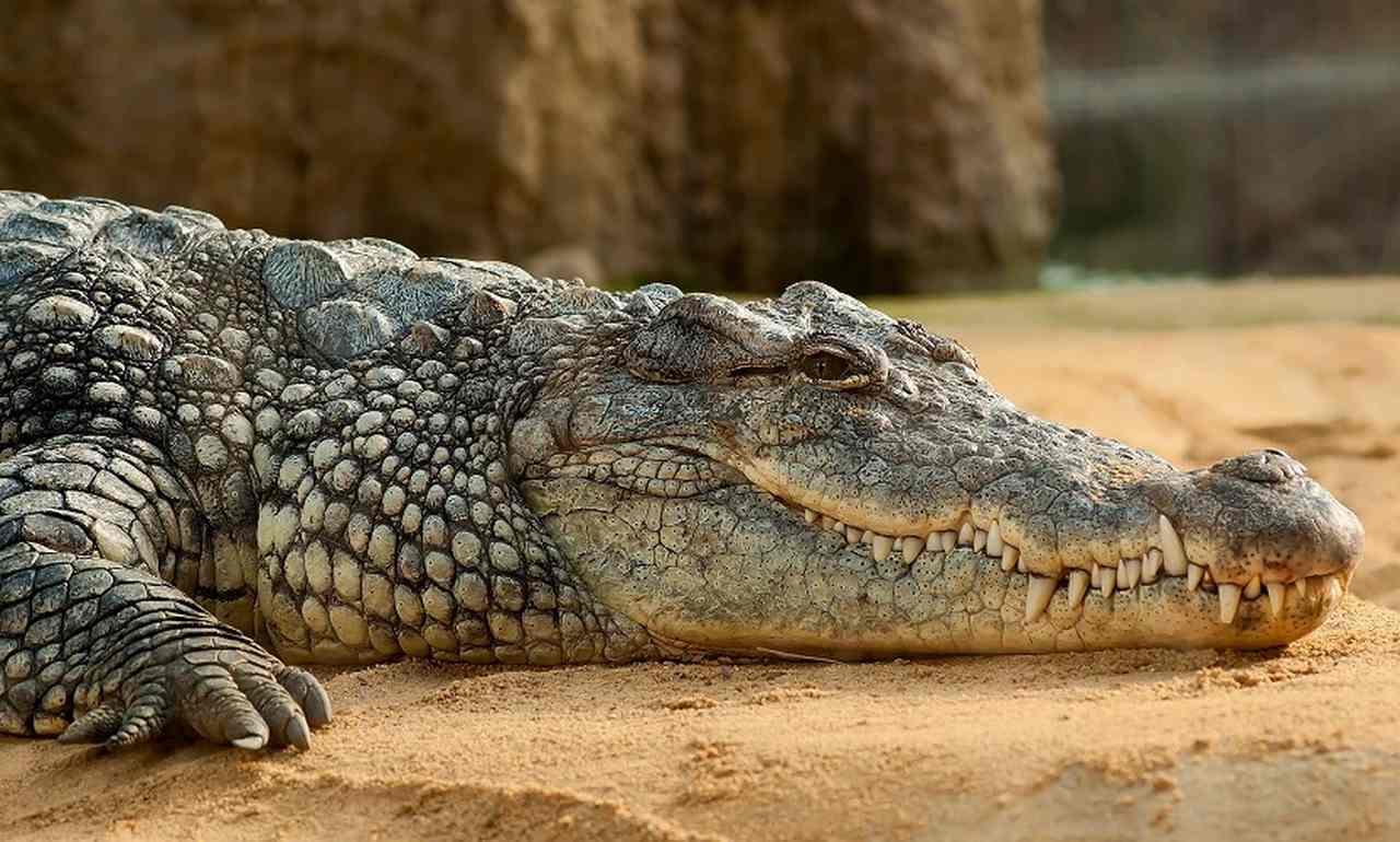 Veja algumas curiosidades que asustam sobre os crocodilos. 