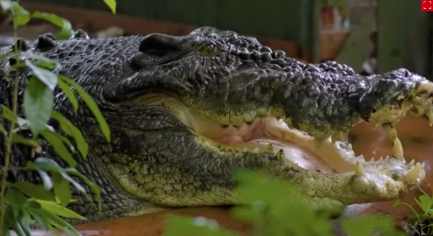 Um crocodilo australiano que detinha o recorde de maior crocodilo mantido em cativeiro no mundo morreu em 2/11. Ele era chamado de Cassius, tinha 5,48 metros e acredita-se que tinha mais de 110 anos. 