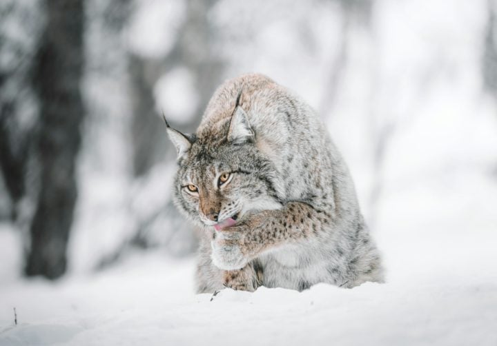 Uma das adaptações mais notáveis do lince-do-Canadá são suas grandes patas, que funcionam como raquetes de neve naturais, permitindo que ele se mova com facilidade em terrenos nevados. 