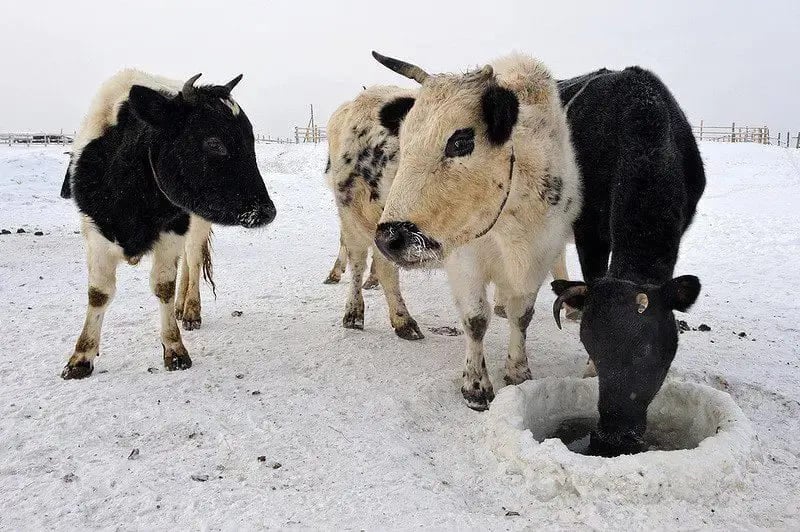 A história do gado yakutiano remonta aos povos indígenas Sakha, na região há cerca de 800 anos. Descendentes de um antigo tipo de gado turco-mongol, esses bovinos foram se adaptando ao gelo e se tornaram uma marca regional.