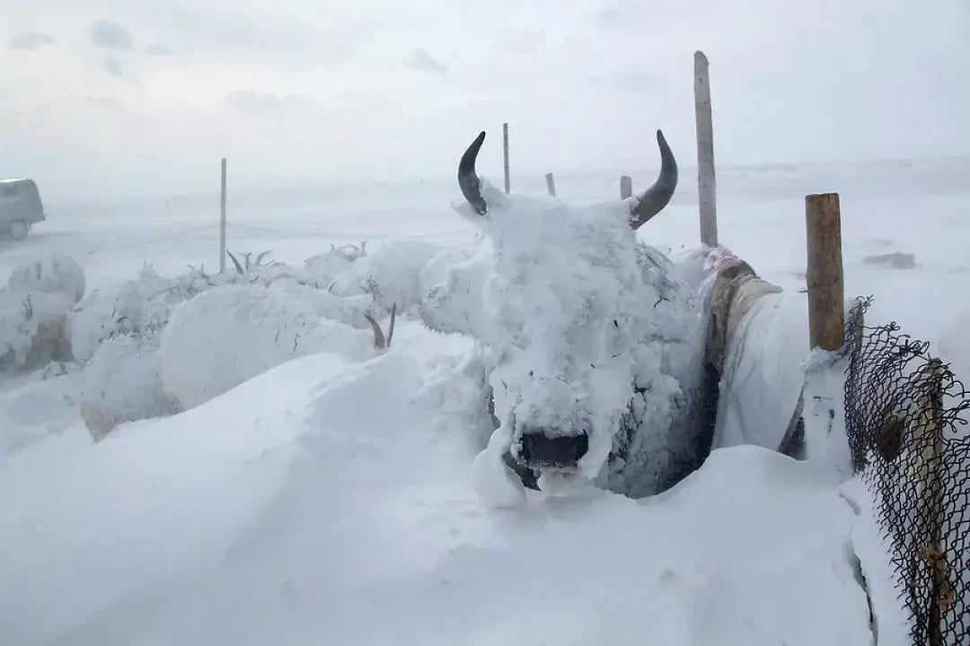 Uma das raças mais raras de gado se destaca por resistir a temperaturas extremamente baixas.  É o gado yakutiano, ou Sakha Yatki, que vive na Sibéria. 