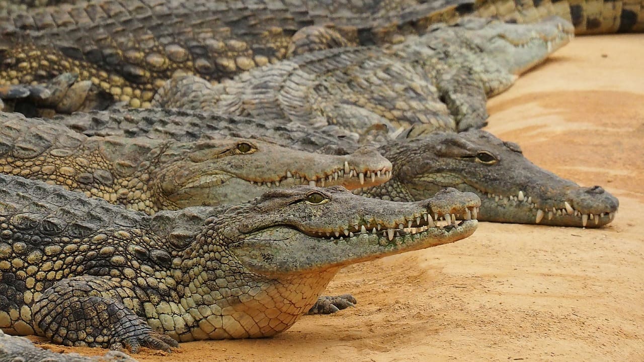 Os crocodilos podem ter entre 20 a 60 filhotes em uma única ninhada, dependendo da espécie. O período de incubação dos ovos varia entre 60 a 90 dias, dependendo das condições ambientais, como temperatura e umidade.
