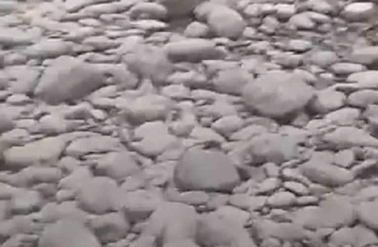 Os crocodilos engolem pedras, um comportamento conhecido como sialolitose. As pedras ajudam a moer os alimentos no estômago, facilitando a digestão.  
