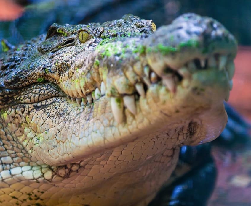 Cassius pesava mais de uma tonelada e estava com a saúde debilitada desde 15 de outubro,  de acordo com o santuário de vida animal Marineland Melanesia Crocodile Habitat. O crocodilo vivia ali desde 1987. Ele passou a ser recordista em 2013, quando o crocodilo filipino Lolong, que media 6,17 metros, morreu.