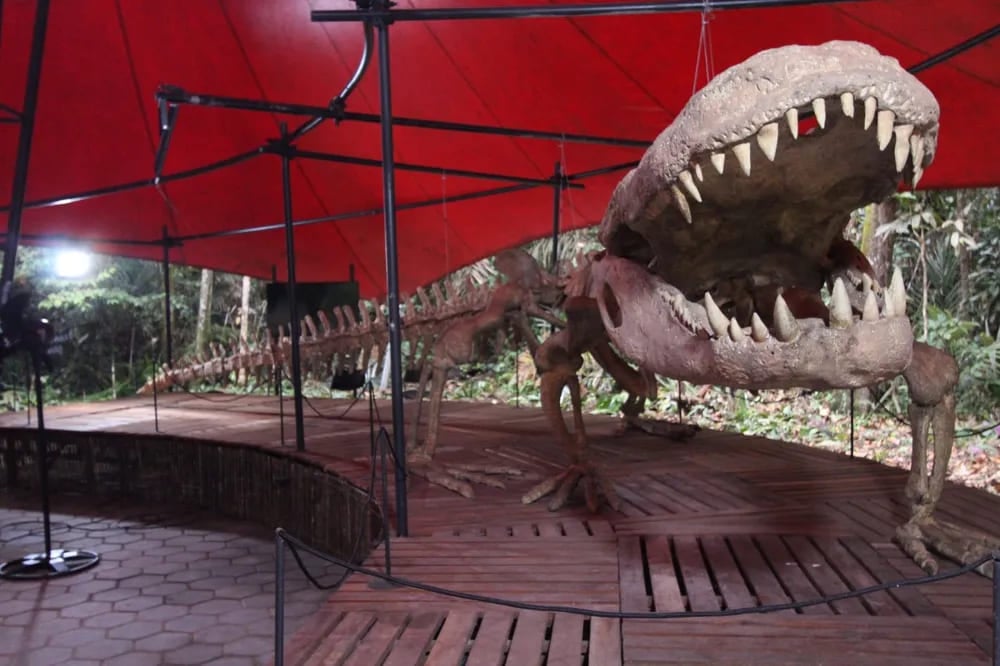1- As primeiras espécies semelhantes a crocodilos apareceram há 240 milhões de anos. Esses animais possuíam uma articulação no tornozelo que permitia mover a pata lateralmente – e que ainda existe nos crocodilianos de hoje em dia. O Museu da Amazônia possui um fóssil - Purussaurus - que tinha mais de 12 metros de comprimento. 