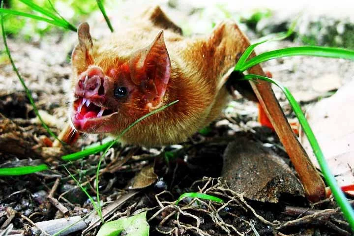 Existem animais que possuem dentes semelhantes aos dos vampiros. Um exemplo notável é o morcego-vampiro, com caninos projetados para perfurar a pele das presas e se alimentar de sangue.