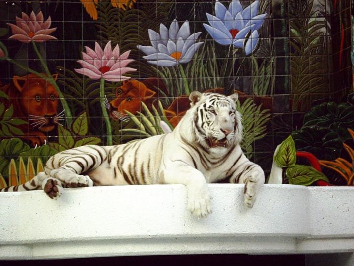 Em 3 de outubro de 2003, ele foi atacado por Montecore, um de seus tigres brancos durante uma apresentação no Mirage Hotel. Apesar de sobreviver ao ataque, ele ficou com limitações físicas e nunca mais voltou a se apresentar.