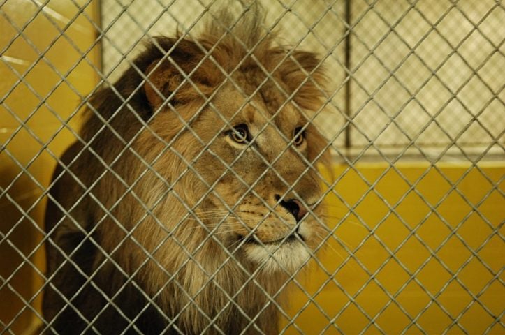 Alexandra Black: A jovem de 22 anos trabalhava como estagiária no Conservators Center, um centro de animais selvagens localizado em Burlington, na Carolina do Norte, nos Estados Unidos.