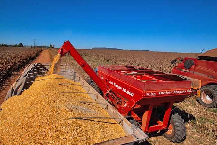 Historicamente, a chegada do milho no Brasil teria ocorrido no século XVI, com a vinda dos portugueses para sua colônia na América do Sul. Eles costumavam comemorar a colheita do trigo, que acontecia durante o verão no Hemisfério Norte, entre junho e agosto.