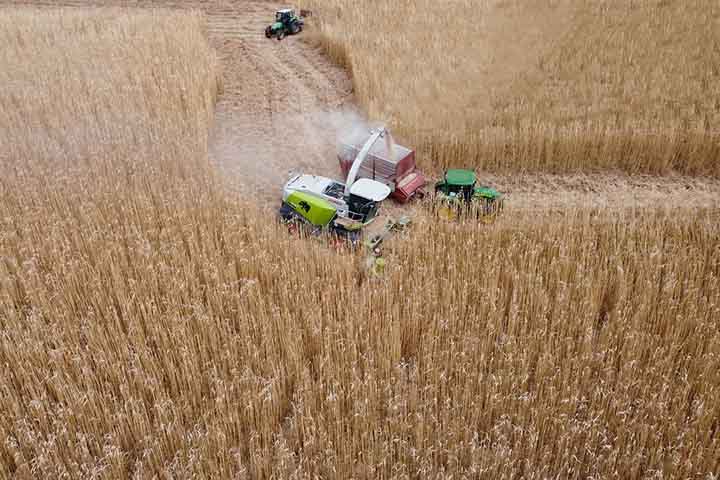 Em 2023, a Embrapa comemorou 50 anos de implantação e de contribuições para a agropecuária brasileira. No caso do milho tropical, é relevante argumentar sobre entregas técnico-científicas, empreendedorismo e arranjos produtivos.