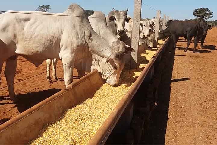 O milho pode ser utilizado de várias maneiras na nutrição animal, podendo ser oferecido in natura, processado, seco ou úmido. A trituração é o método mais difundido para a alimentação dos rebanhos, pois permite uma maior digestibilidade em comparação a outros formatos de consumo.