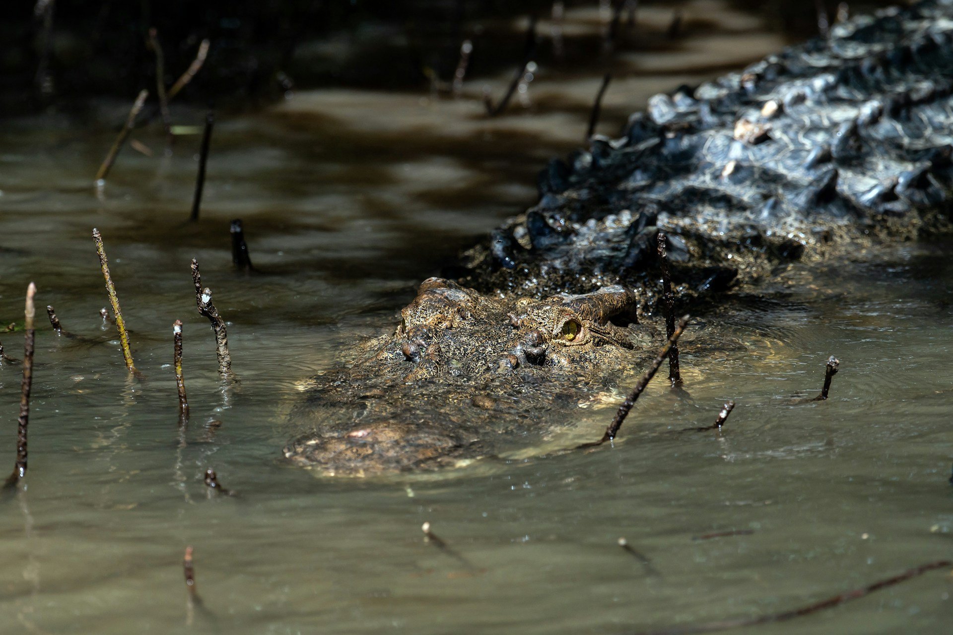 McClean lavava as mãos em um lago da região, na noite do dia 14 de setembro de 2017, quando foi surpreendido pelo bote de um crocodilo.