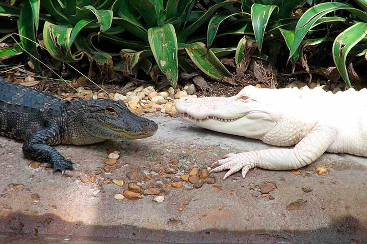 O Zoológico e Aquário de Omaha, um dos principais dos Estados Unidos, tem sob sua responsabilidade dez jacarés americanos. 
