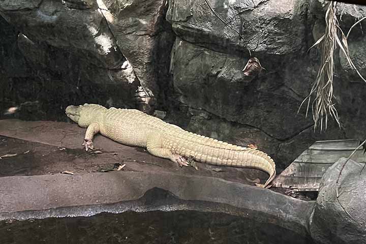 A ocorrência serviu para o local reforçar o alerta de que objetos não devem ser lançados nas áreas habitadas pelos animais. 
