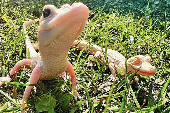 Em dezembro de 2023, o Parque de Répteis de Gatorland, em Orlando, na Florida, registrou o nascimento de um jacaré branco fêmea leucístico. 
