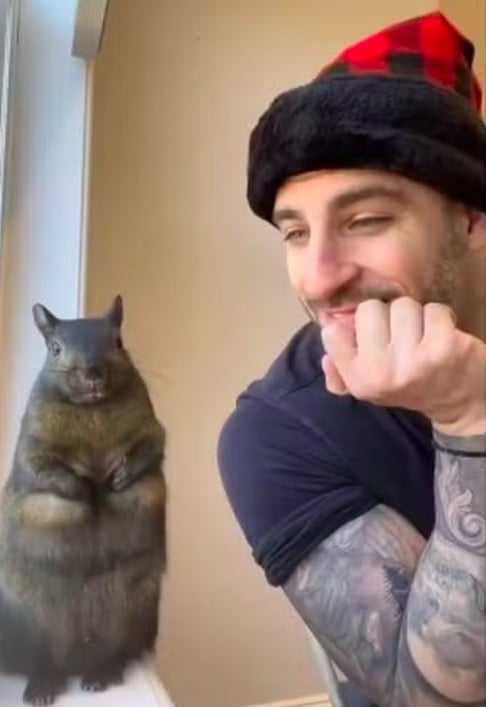 A apreensão aconteceu após vizinhos denunciarem que Peanut, o esquilo, e Fred, um guaxinim, estavam sob a posse de Mark Longo — ele é responsável pelo santuário P’Nuts Freedom Farm, focado no cuidado de cavalos na zona rural de Nova York.