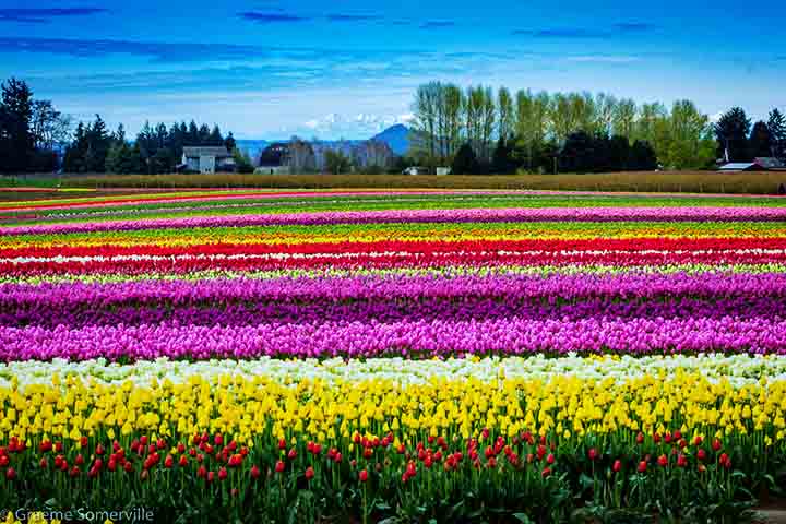 O Festival de Tulipas de Skagit, que acontece anualmente em abril desde 1984 ajuda a promover essa tradição. Também tem lírios e narcisos.