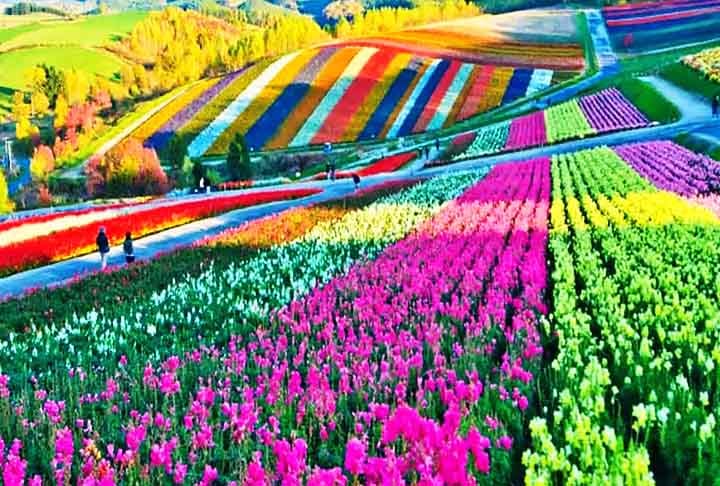 Enfim, com a chegada de famílias produtoras de flores, a história de Holambra começou a mudar. Assim, as flores começaram a ser produzidas na cidade no final da década de 60.