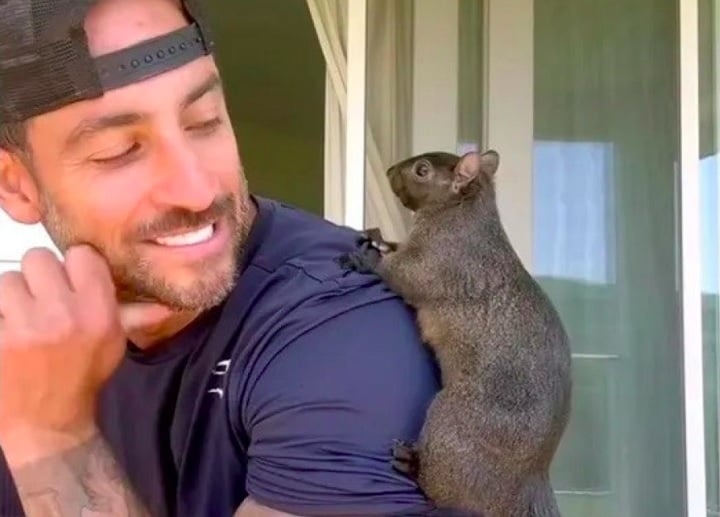 Não foram divulgadas informações sobre sintomas, e o DEC não esclareceu por que foi feita a eutanásia e não um teste.