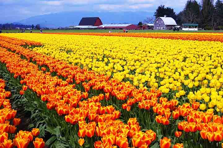 10- Valley Skagit, Estados Unidos - Conhecido por campos especialmente tulipas. O parque  começou a se destacar na produção de flores na década de 1980.