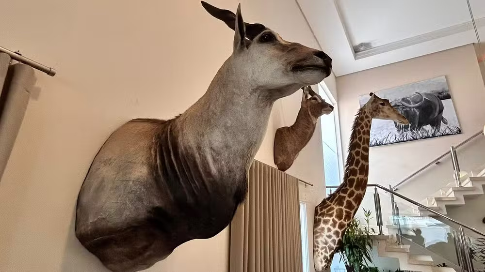 Os animais empalhados foram apreendidos junto com outros bens do empresário porque as autoridades cogitam a possibilidade de leilão para ressarcimento aos cofres públicos por causa do garimpo ilegal.