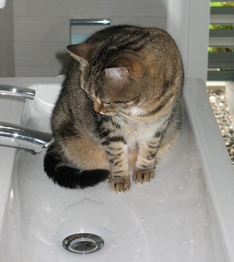 Os gatos cuidam sozinhos da própria higiene, mas o aconselhável é dar banho neles a cada 30 dias. Dependendo do ambiente e da pelagem do animal, pode até esperar 60 dias.  