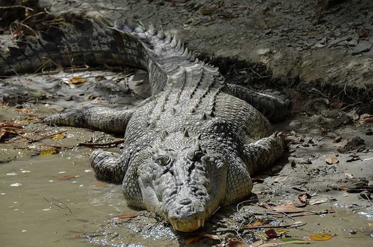 Crocodilos têm caudas grandes e musculosas. Elas são uma ferramenta poderosa, permitindo deslocamento rápido na água e um equilibrio maior na terra. Também é eficaz na defesa, pois um golpe de cauda pode ferir predadores.