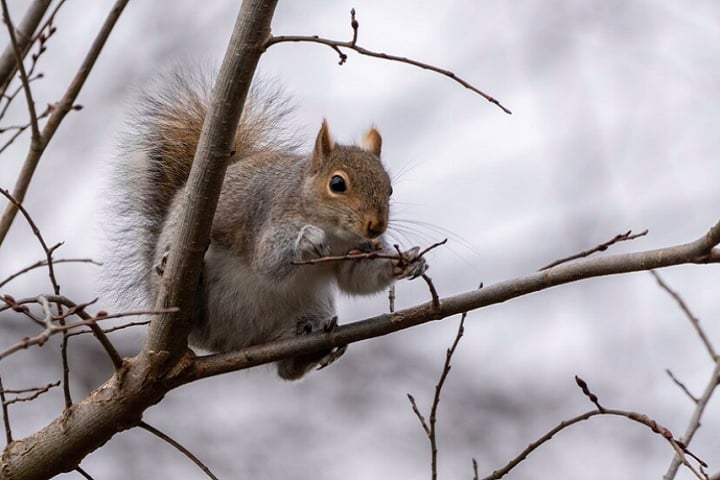 A destruição de habitats é uma das principais ameaças aos esquilos. Em algumas regiões, eles são caçados por sua pele e até carne.