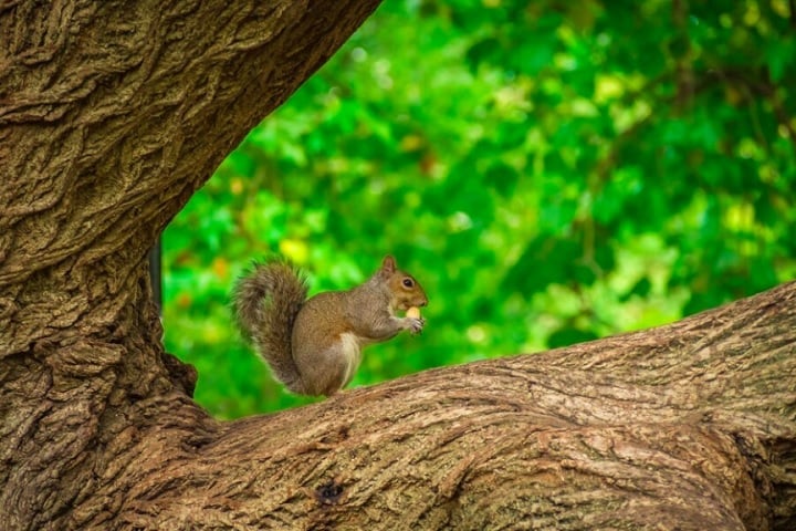 Esquilos de árvore, por exemplo, são particularmente conhecidos pelo hábito de armazenar comida em vários locais para garantir seu sustento durante o inverno.