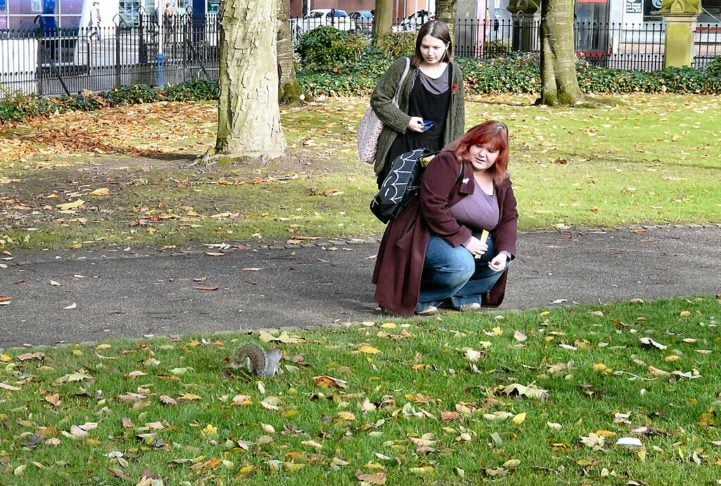 Em áreas urbanas, os esquilos aprenderam a se adaptar aos jardins e parques, muitas vezes interagindo com humanos que os alimentam. 