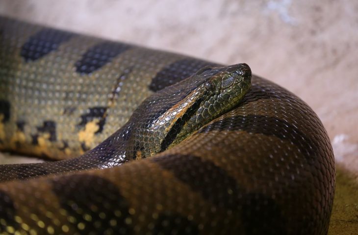 A dieta da sucuri inclui uma variedade de animais, como peixes, aves, roedores, capivaras e até jacarés.