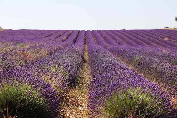 Ficam na região de Provence-Alpes-Côte d'Azur, com cidades famosas como Gordes, Valensole e Sault. Começaram a ser cultivados em grande escala no século 19, mas o uso de lavanda na região remonta à Idade Média.
