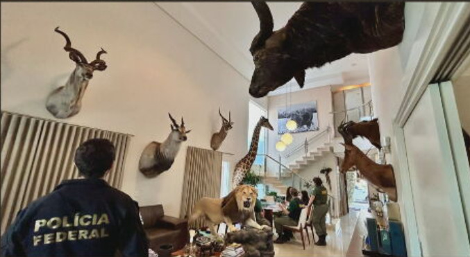 Isso acontece quando o animal é criado dentro de um ambiente controlado, sendo mantido manso e com os instintos suprimidos. Depois ele é solto em um ambiente fechado só para o momento da caça.