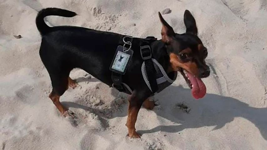 A cadelinha Jolie (foto), de 1 ano, foi morta por um pitbull ao passear no Rio de Janeiro. O pitbull pertencia ao dono de uma banca onde eles pararam para ver CDs. Estava sem coleira e sem focinheira. 