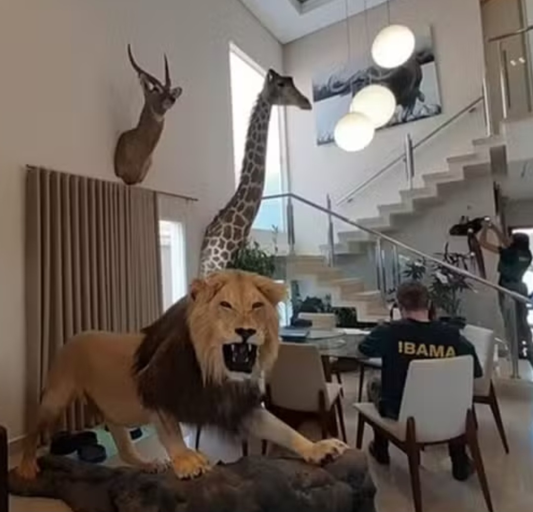 Animais que, segundo a Polícia Federal, foram caçados no continente africano e cujas carcaças foram trazidas para o Brasil.