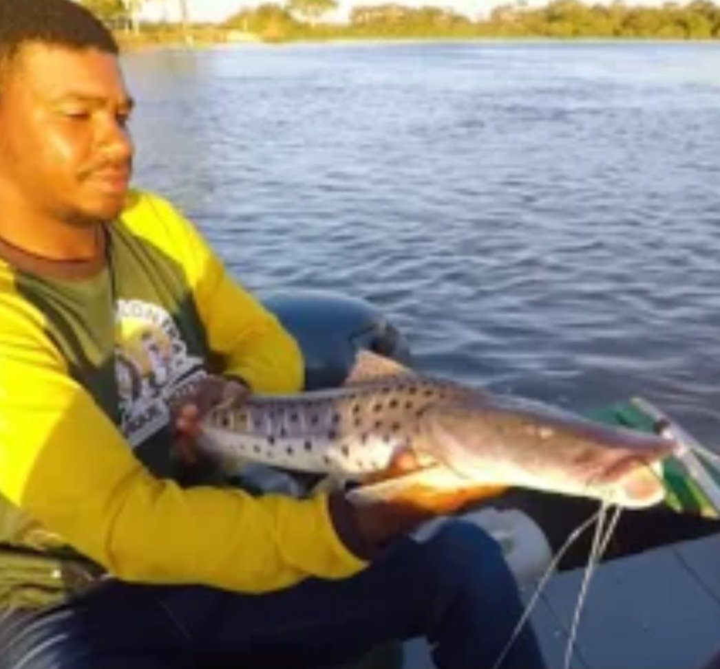 #9) Pin tado: tem o corpo alongado e uma coloração amarelada com manchas escuras. Ele é um predador voraz que se alimenta de outros peixes, às vezes até maiores. Assim como o Bicuda, pode chegar a 1 m de comprimento.