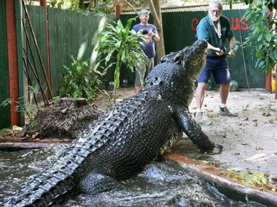 O santuário de vida animalnMarineland Melanesia Crocodile Habitat divulgou uma imagem que dá bem a dimensão do tamanho do crocodilo que detinha o título de maior do mundo em cativeiro. Cassius, como era chamado, tinha 5,48 metros de comprimento.